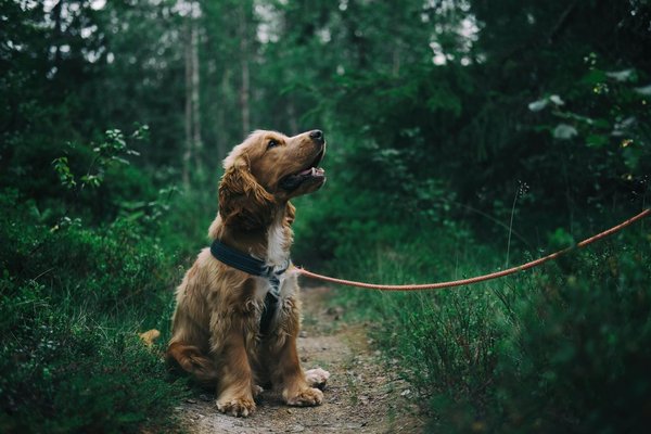 How to Effectively Use Aromatherapy for Reducing Stress in Dogs?